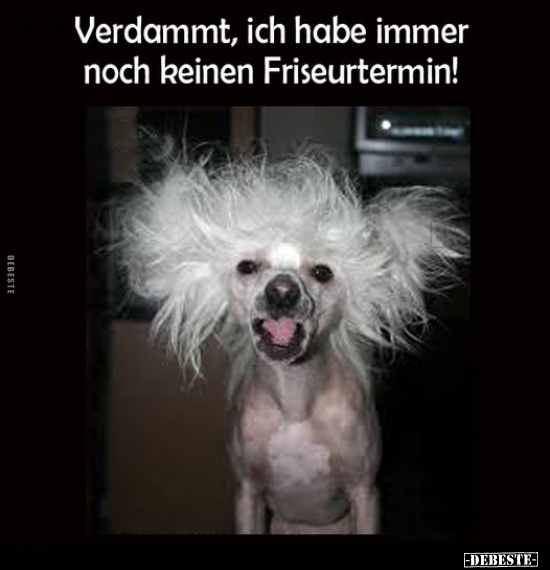 Verdammt, ich habe immer noch keinen Friseurtermin!.. - Lustige Bilder | DEBESTE.de