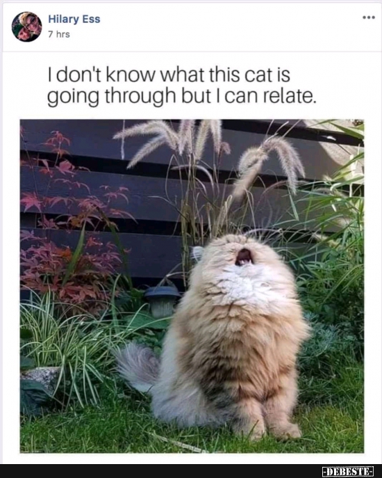 I don't know what this cat is going through but...