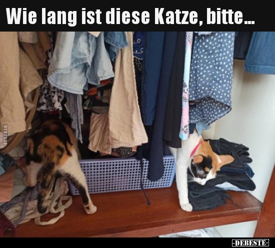 Wie lang ist diese Katze, bitte... - Lustige Bilder | DEBESTE.de