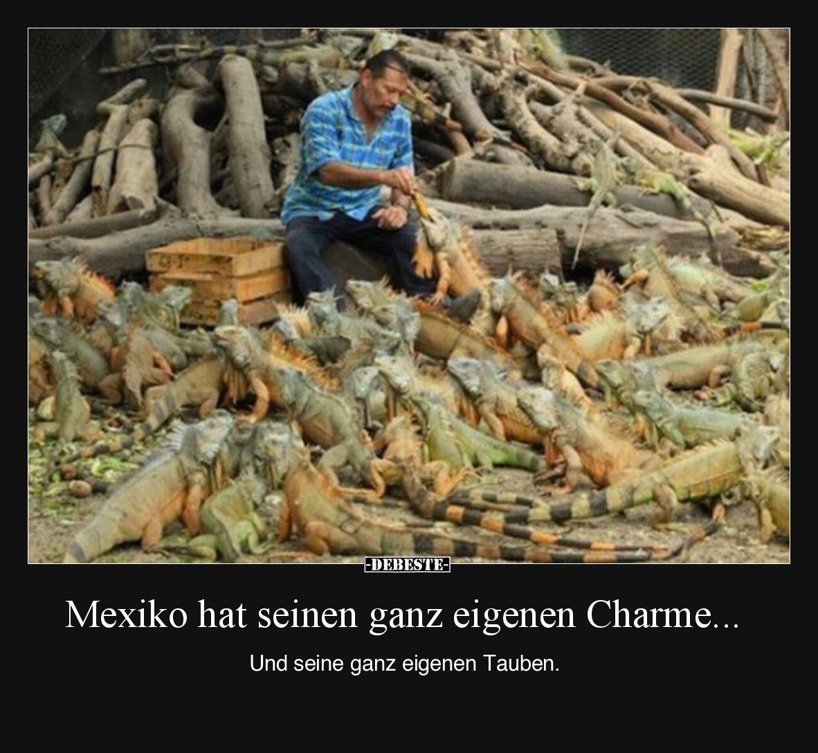 Mexiko hat seinen ganz eigenen Charme
Und seine ganz eigenen Tauben