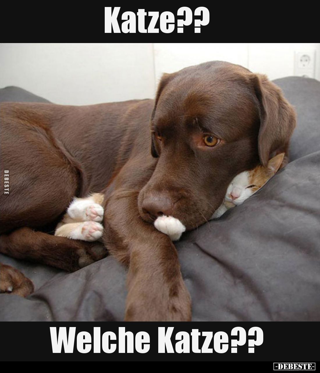 Katze?? Welche Katze??.. - Lustige Bilder | DEBESTE.de