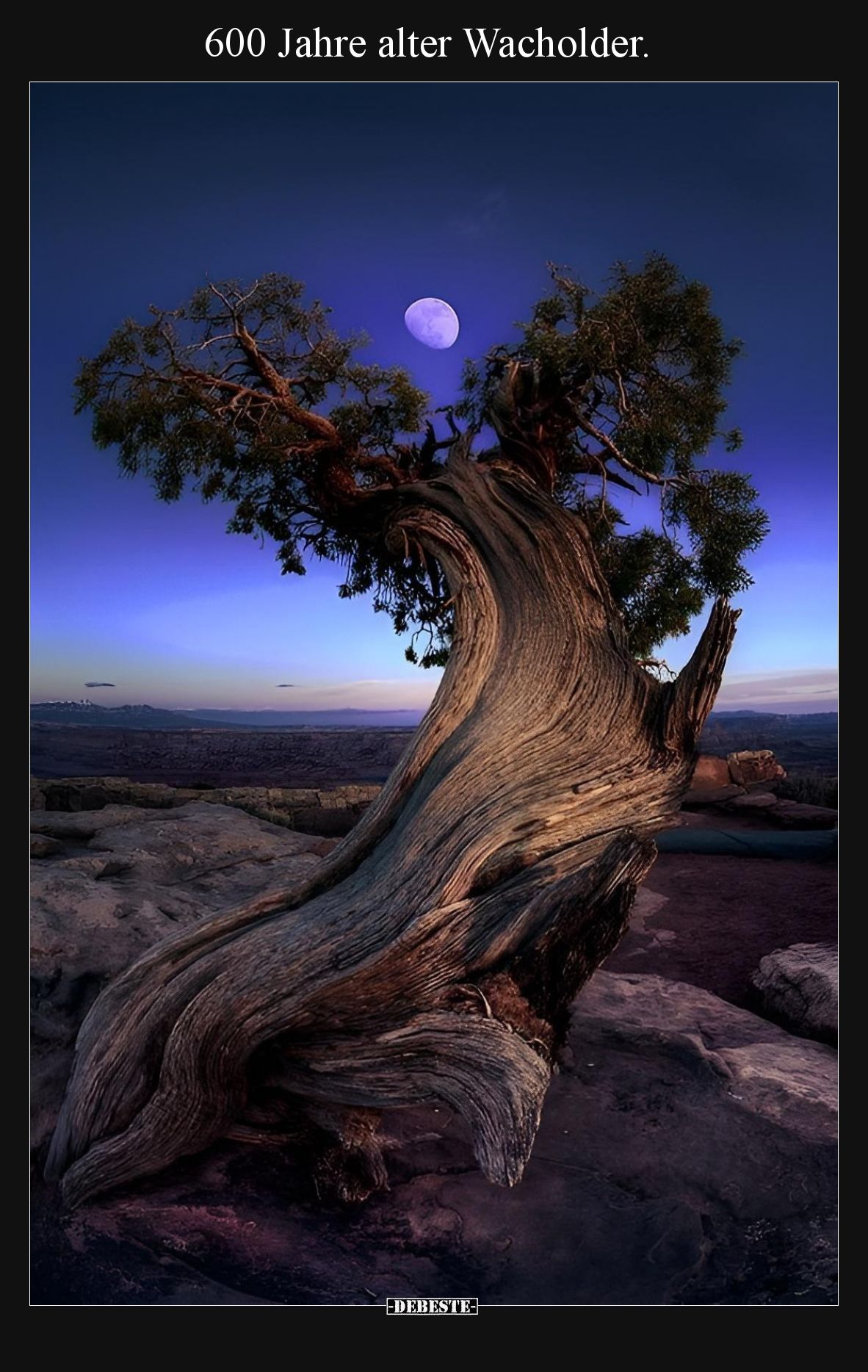 600 Jahre alter Wacholder... - Lustige Bilder | DEBESTE.de