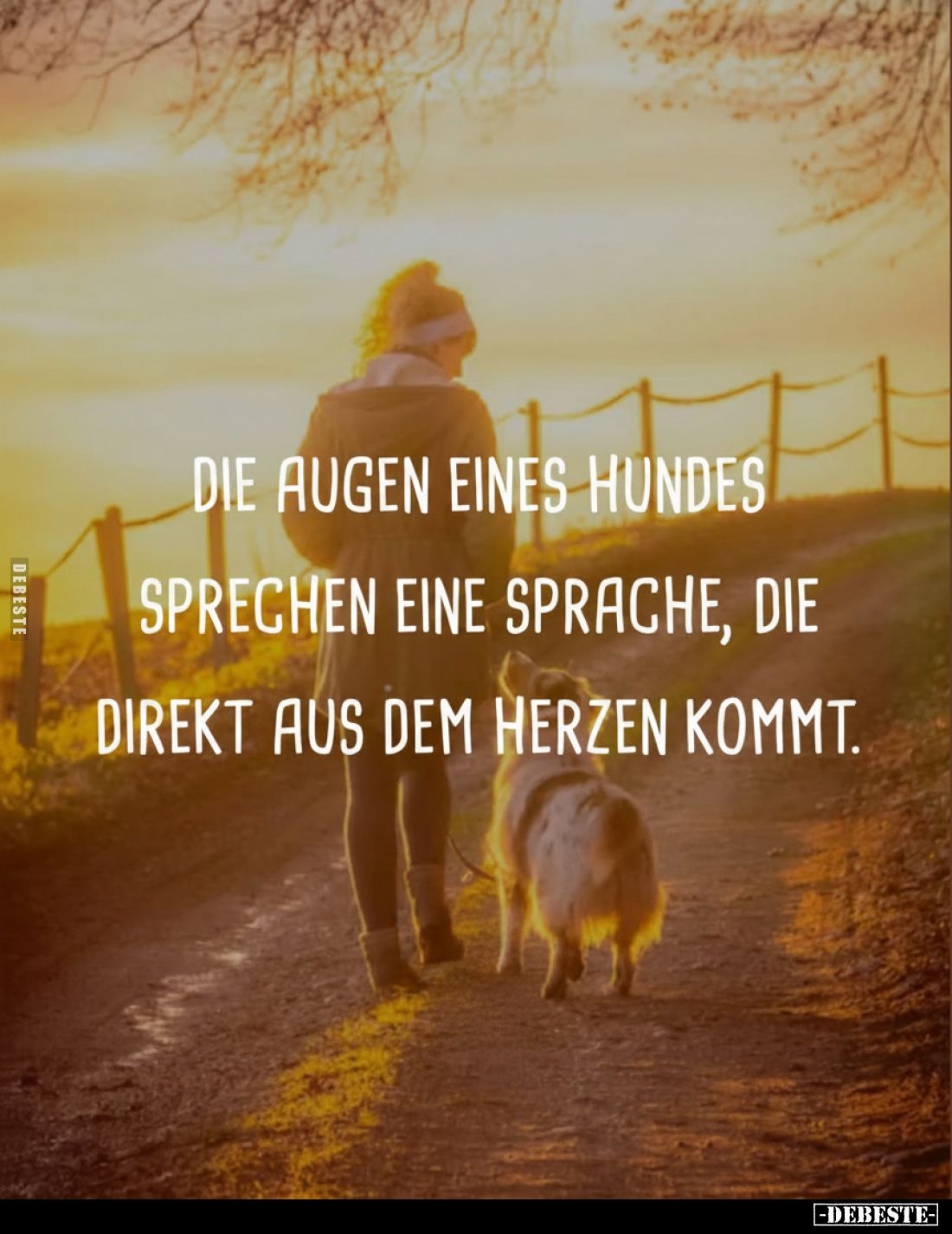 Die Augen eines Hundes sprechen eine Sprache, die direkt aus dem Herzen kommt.