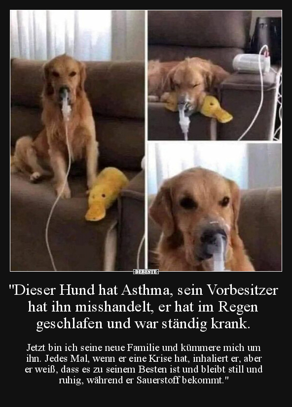 "Dieser Hund hat Asthma, sein Vorbesitzer hat ihn.." - Lustige Bilder | DEBESTE.de