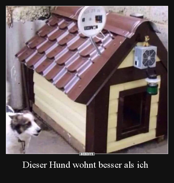 Dieser Hund wohnt besser als ich..