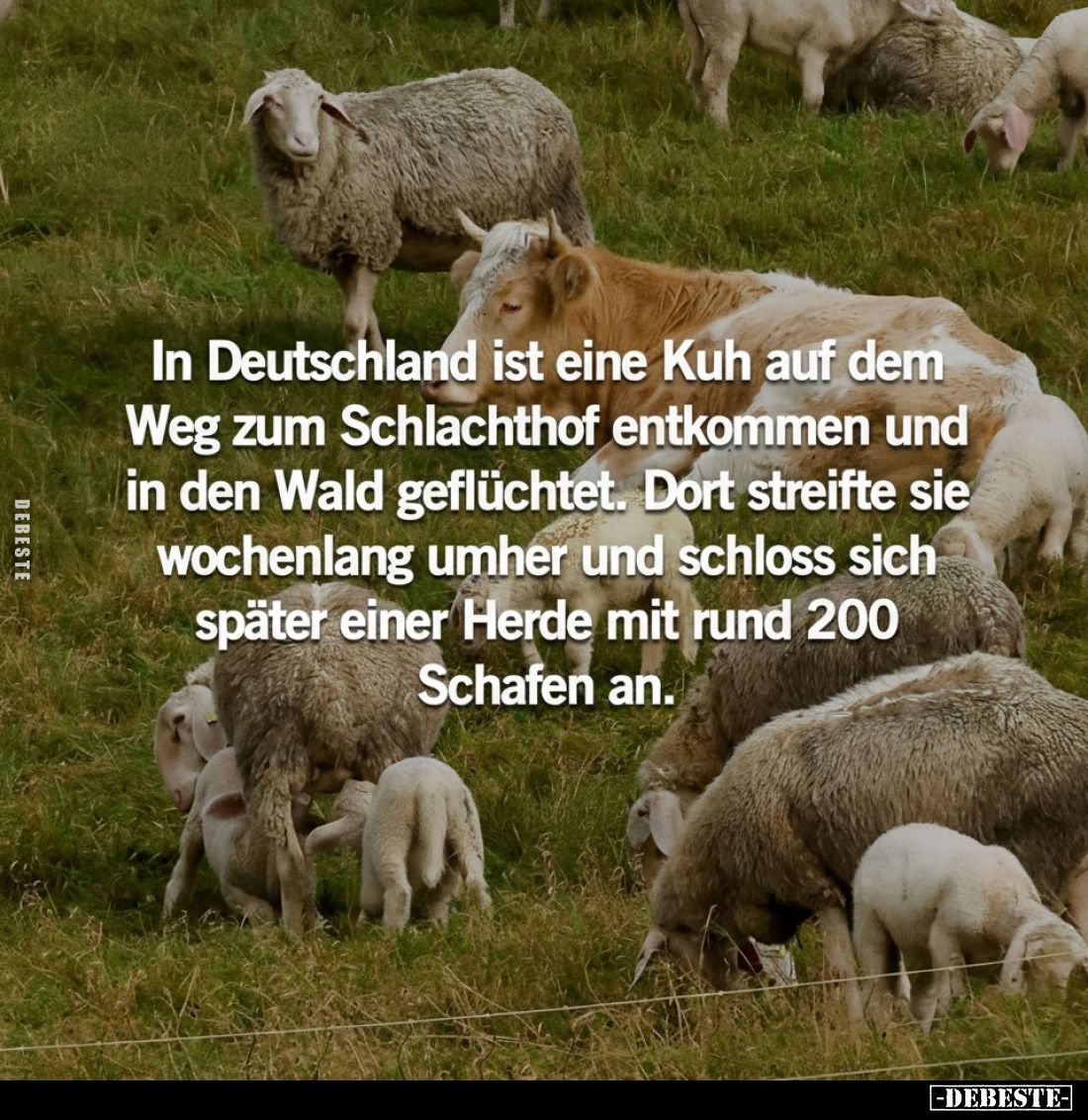 In Deutschland ist eine Kuh auf dem Weg zum Schlachthof entkommen und in den Wald geflüchtet. Dort streifte sie wochenlang um...