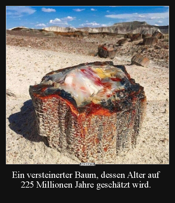 Ein versteinerter Baum, dessen Alter auf 225 Millionen.. - Lustige Bilder | DEBESTE.de