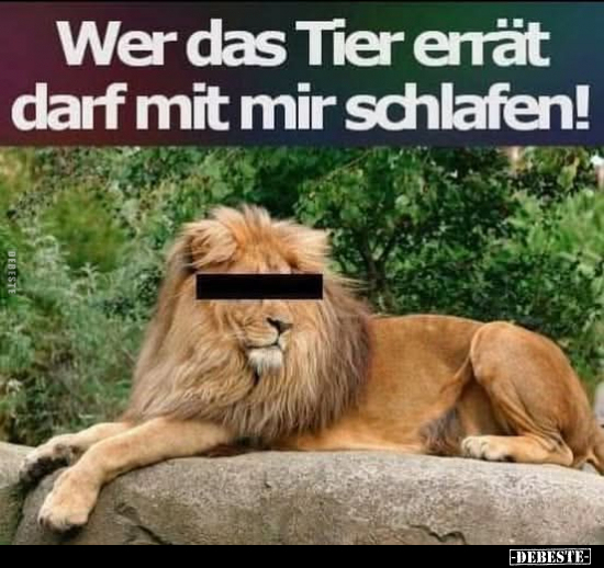 Tiere, Schlafen