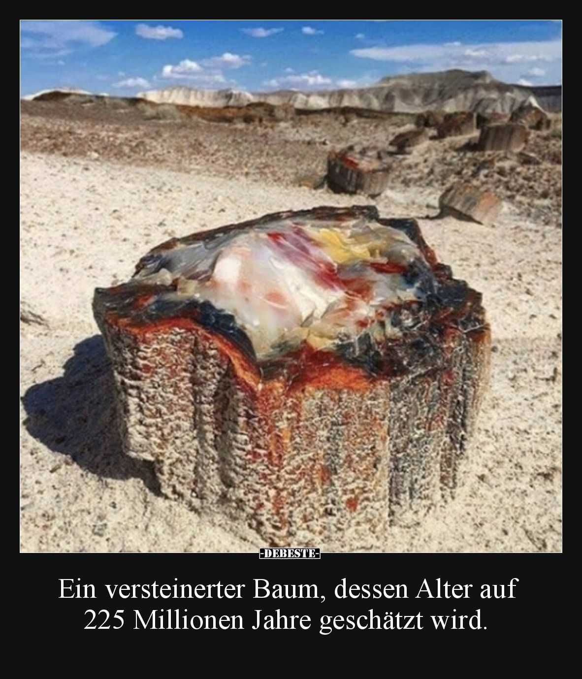 Ein versteinerter Baum, dessen Alter auf 225 Millionen Jahre geschätzt wird.