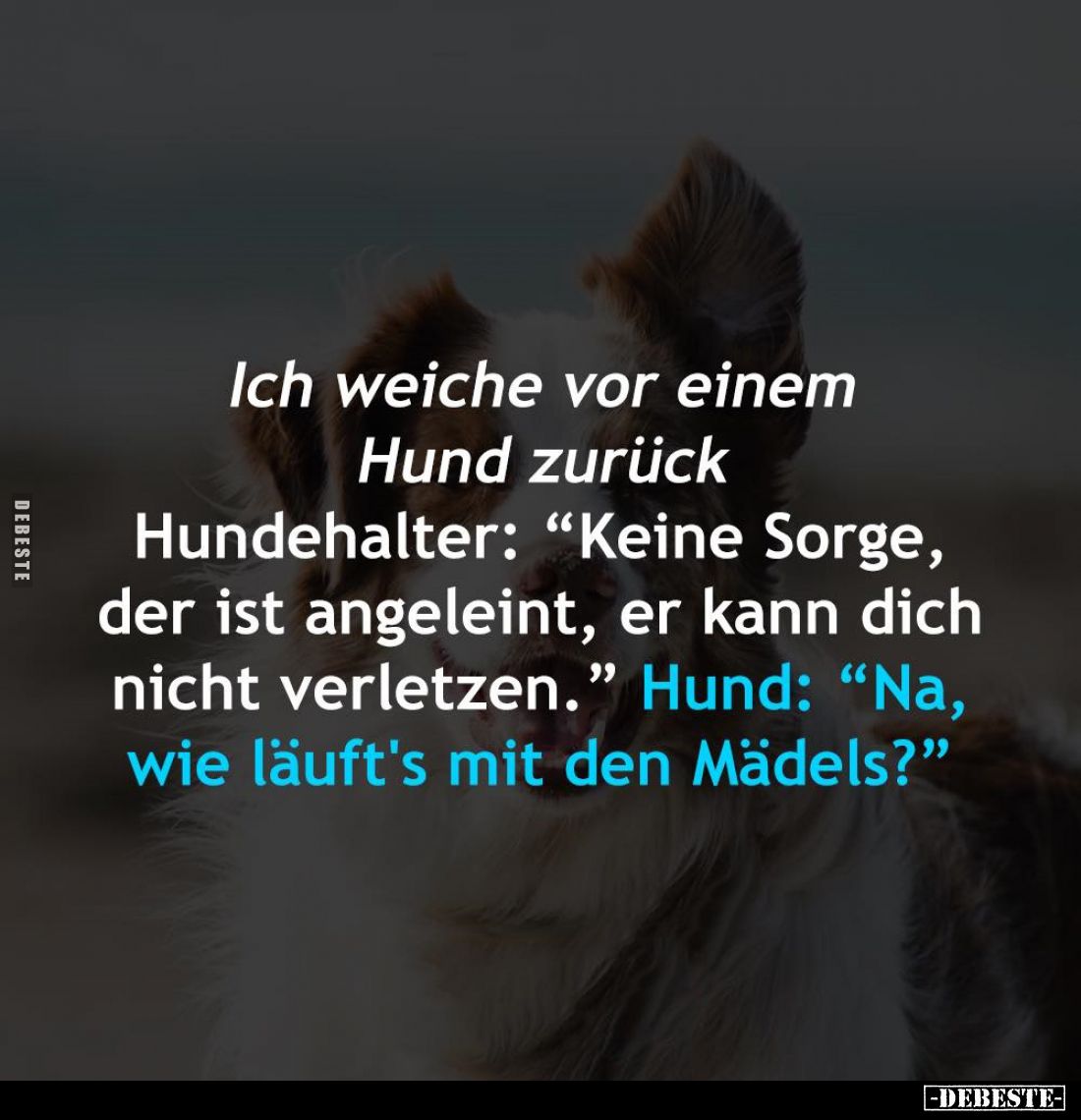 Ich weiche vor einem Hund zurück Hundehalter: "Keine Sorge, der ist angeleint, er kann dich nicht verletzen." - Hun...
