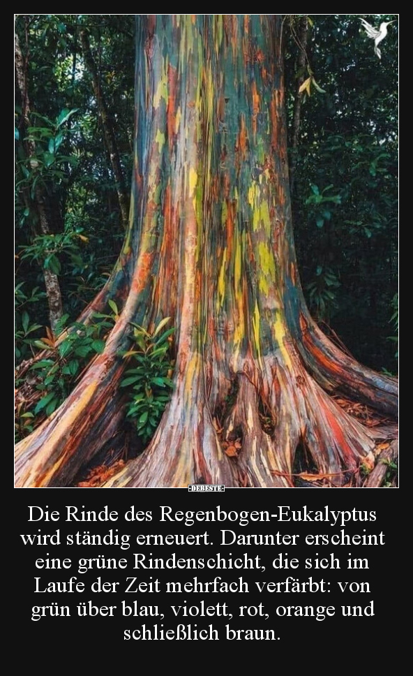 Die Rinde des Regenbogen-Eukalyptus wird ständig erneuert... - Lustige Bilder | DEBESTE.de
