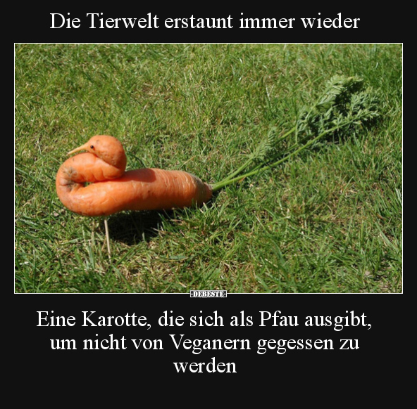 Die Tierwelt erstaunt immer wieder.. - Lustige Bilder | DEBESTE.de