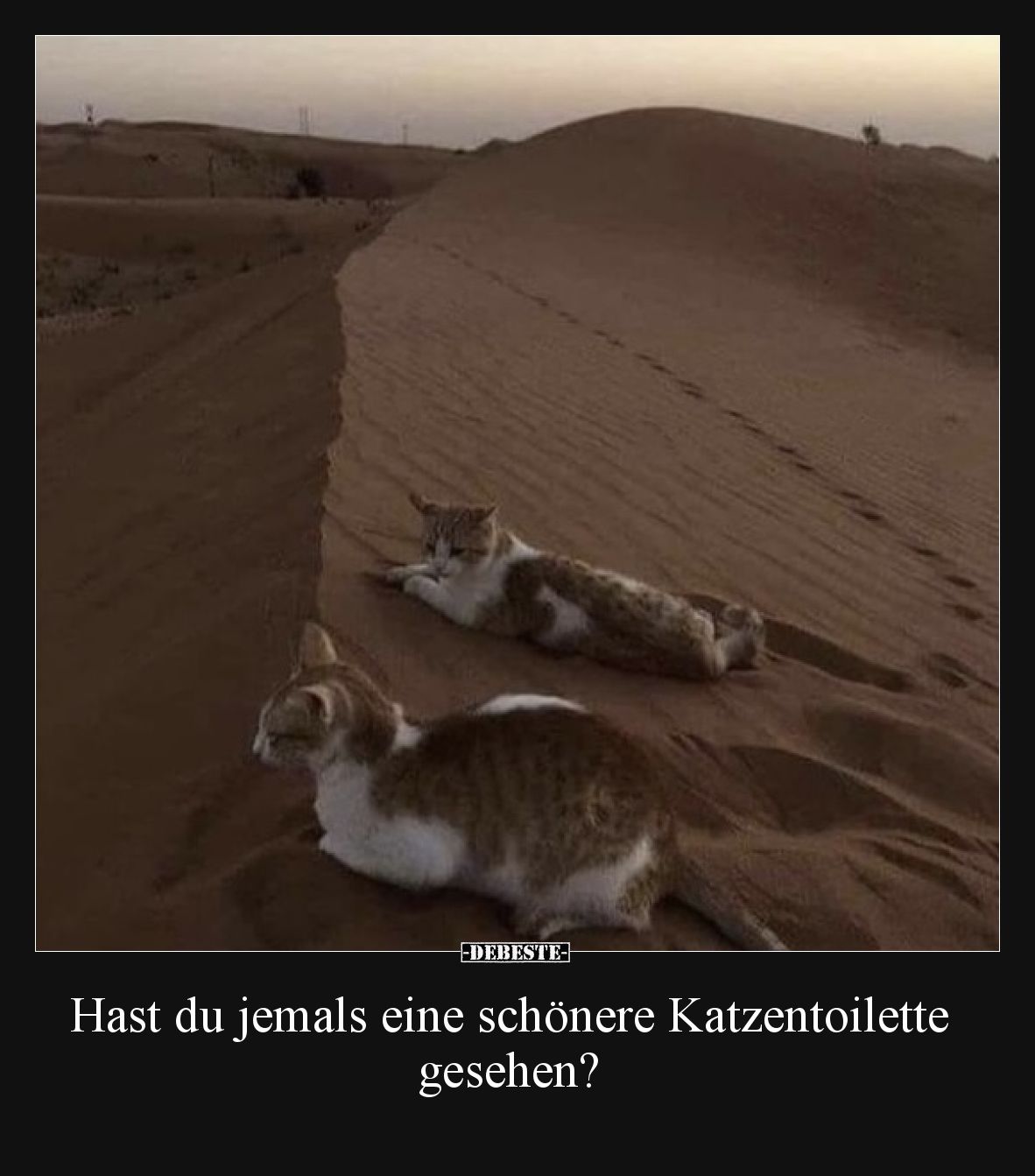 Hast du jemals eine schönere Katzentoilette gesehen?