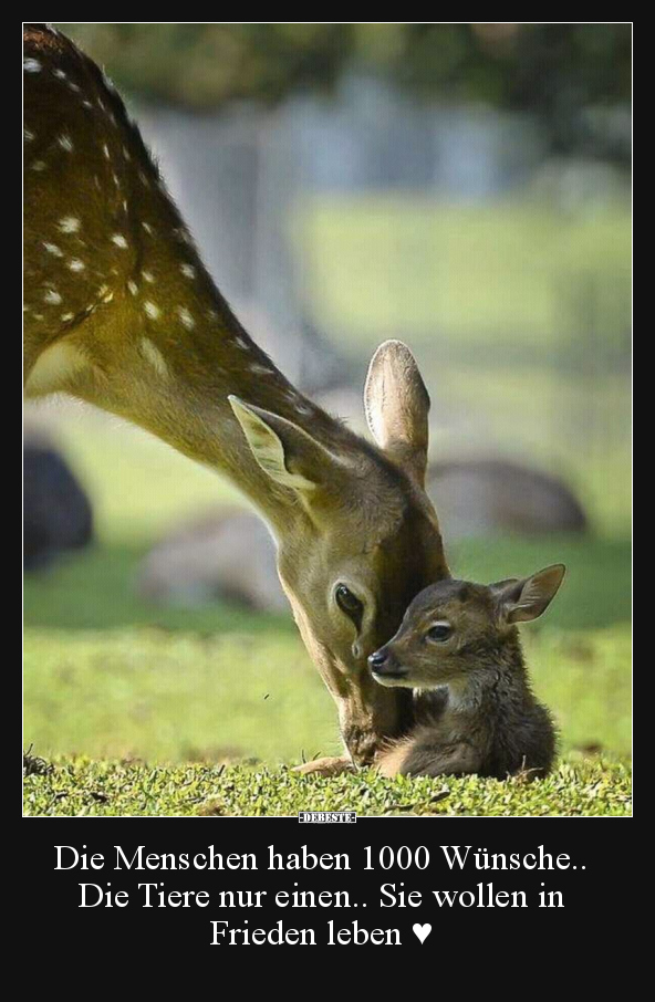 Die Menschen haben 1000 Wünsche.. Die Tiere nur einen.. - Lustige Bilder | DEBESTE.de