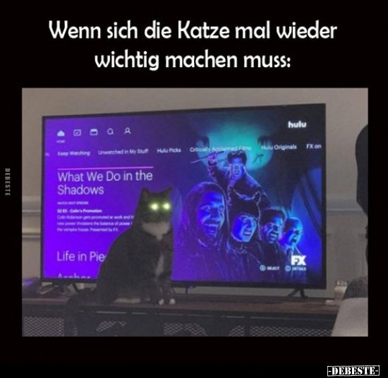 Wenn sich die Katze mal wieder wichtig machen muss.. - Lustige Bilder | DEBESTE.de