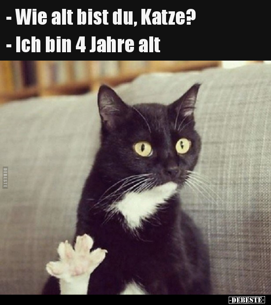 - Wie alt bist du, Katze? - Ich bin 4 Jahre alt.. - Lustige Bilder | DEBESTE.de