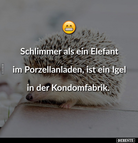 Schlimmer Als Ein Elefant Im Porzellanladen Ist Ein Igel Lustige Bilder Spruche Witze Echt Lustig