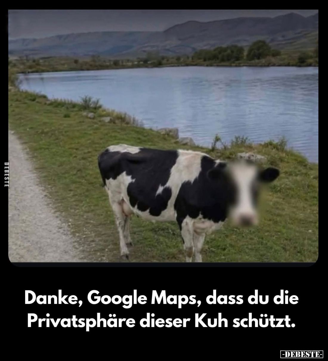 Danke, Google Maps, dass du die Privatsphäre dieser Kuh schützt.