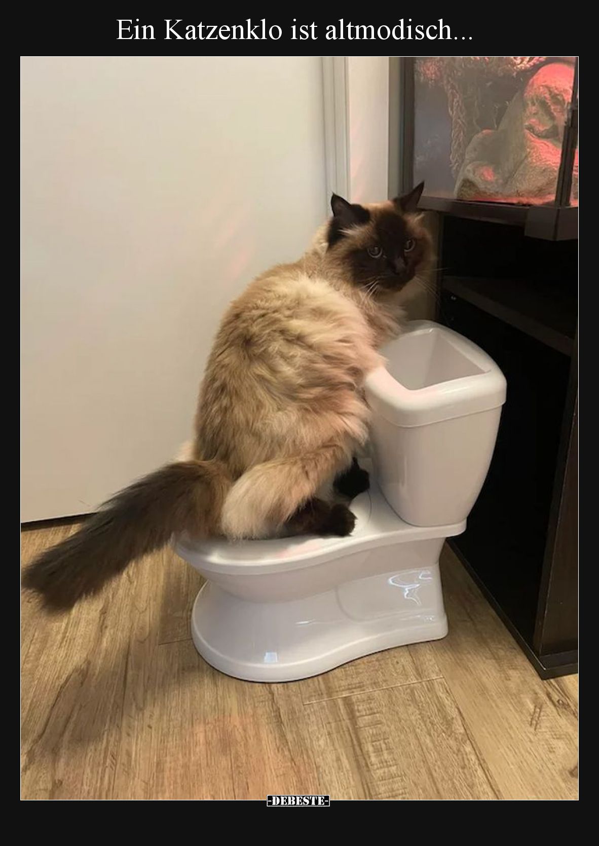 Ein Katzenklo ist altmodisch