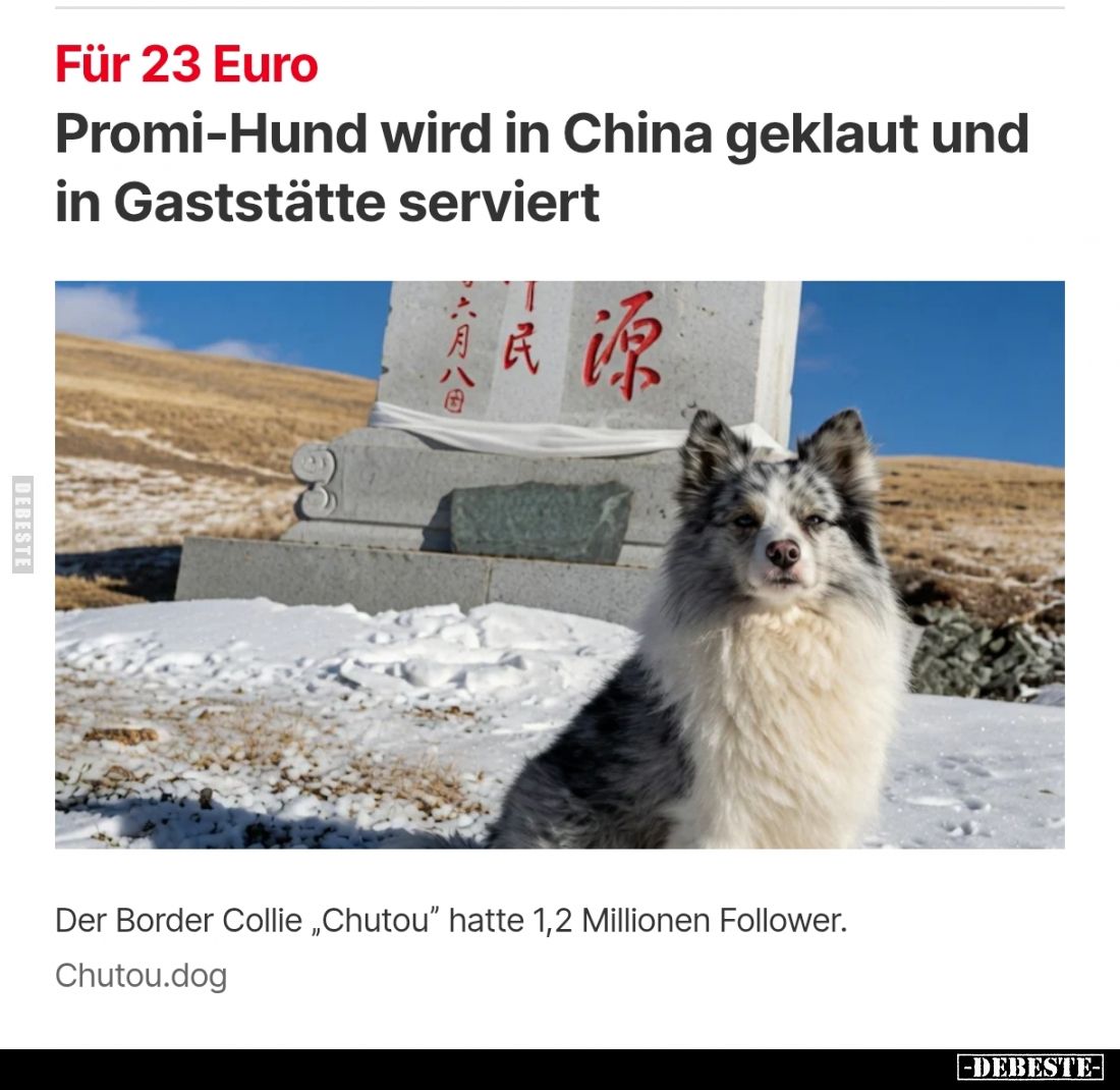 Promi-Hund wird in China geklaut und in Gaststätte serviert
