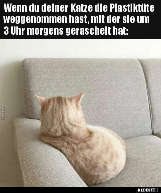 Wenn du deiner Katze die Plastiktüte weggenommen hast, mit.. - Lustige Bilder | DEBESTE.de