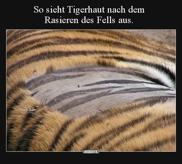 So sieht Tigerhaut nach dem Rasieren des Fells aus... - Lustige Bilder | DEBESTE.de
