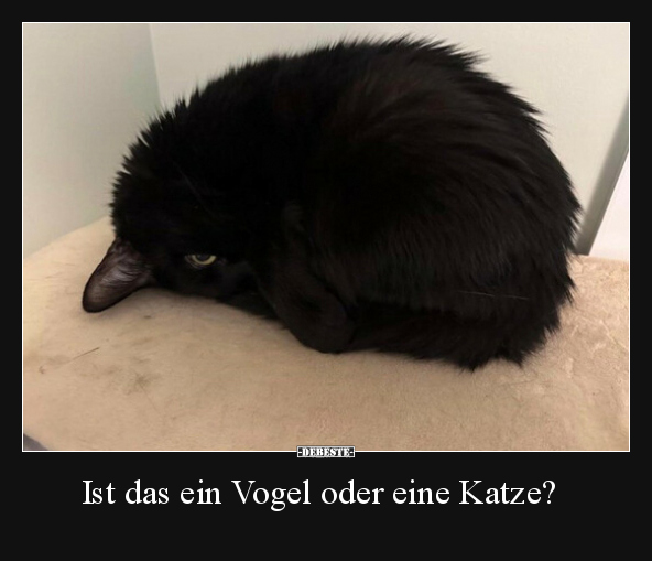 Ist das ein Vogel oder eine Katze?.. - Lustige Bilder | DEBESTE.de