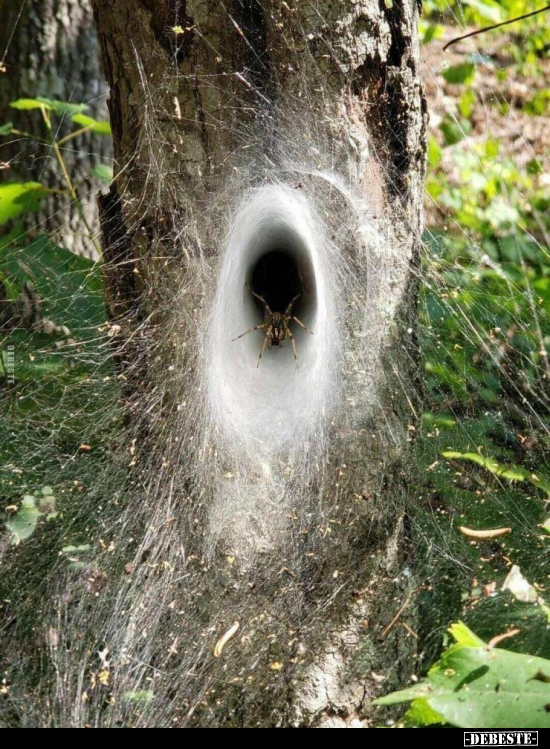  - Lustige Bilder | DEBESTE.de