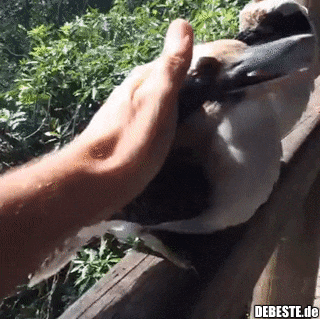 Der freundlichste Vogel Australiens.. - Lustige Bilder | DEBESTE.de