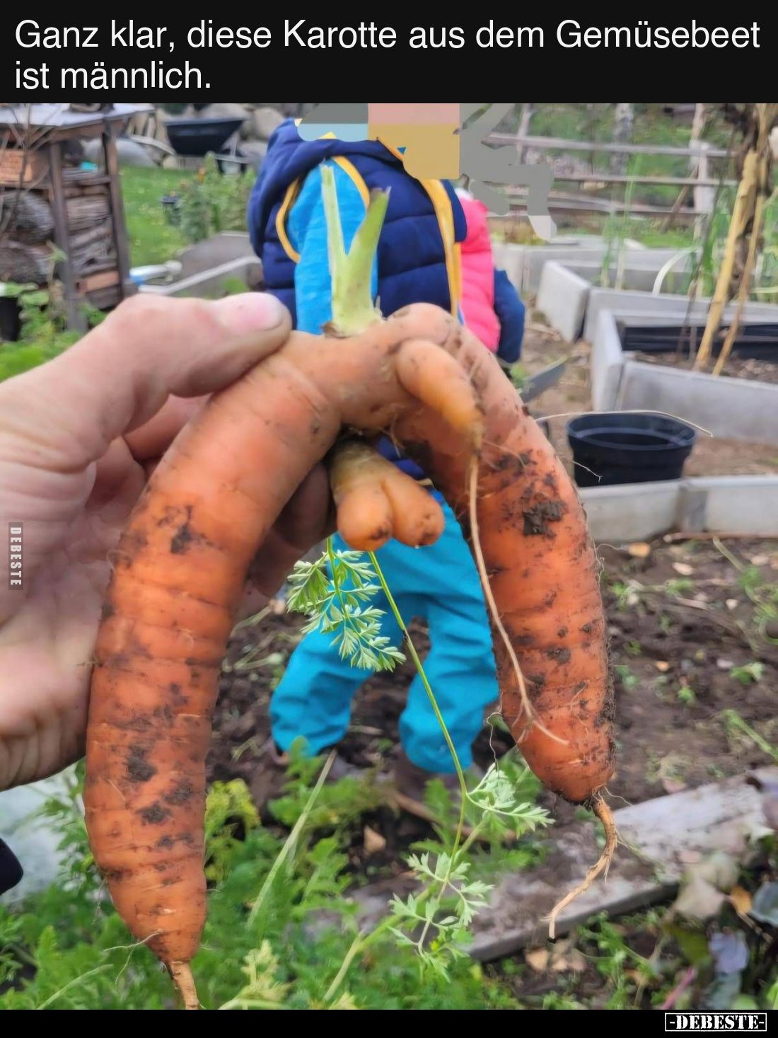 Eine männliche Karotte.