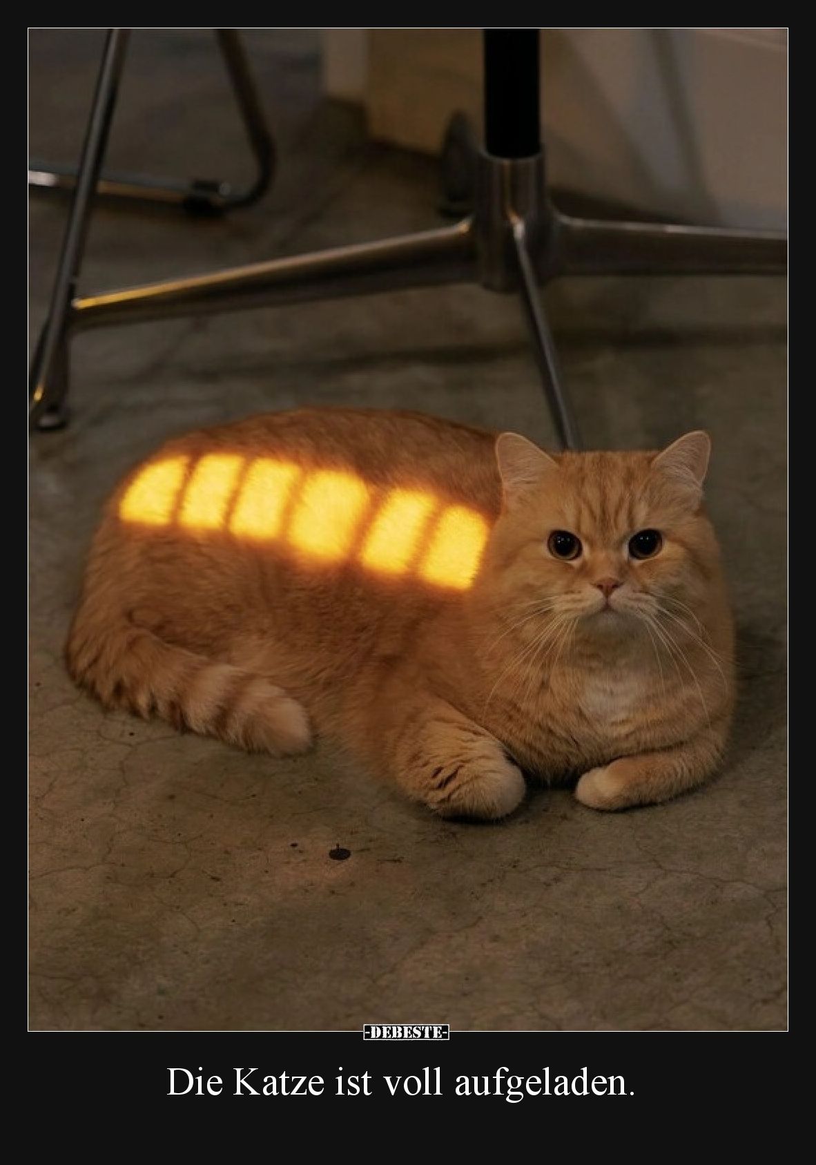 Die Katze ist voll aufgeladen.