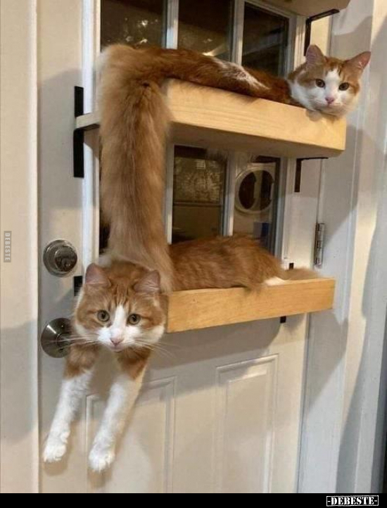  - Lustige Bilder | DEBESTE.de