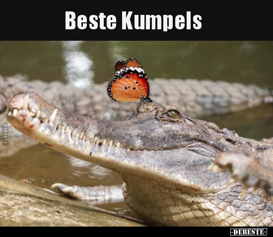 Beste Kumpels.. - Lustige Bilder | DEBESTE.de