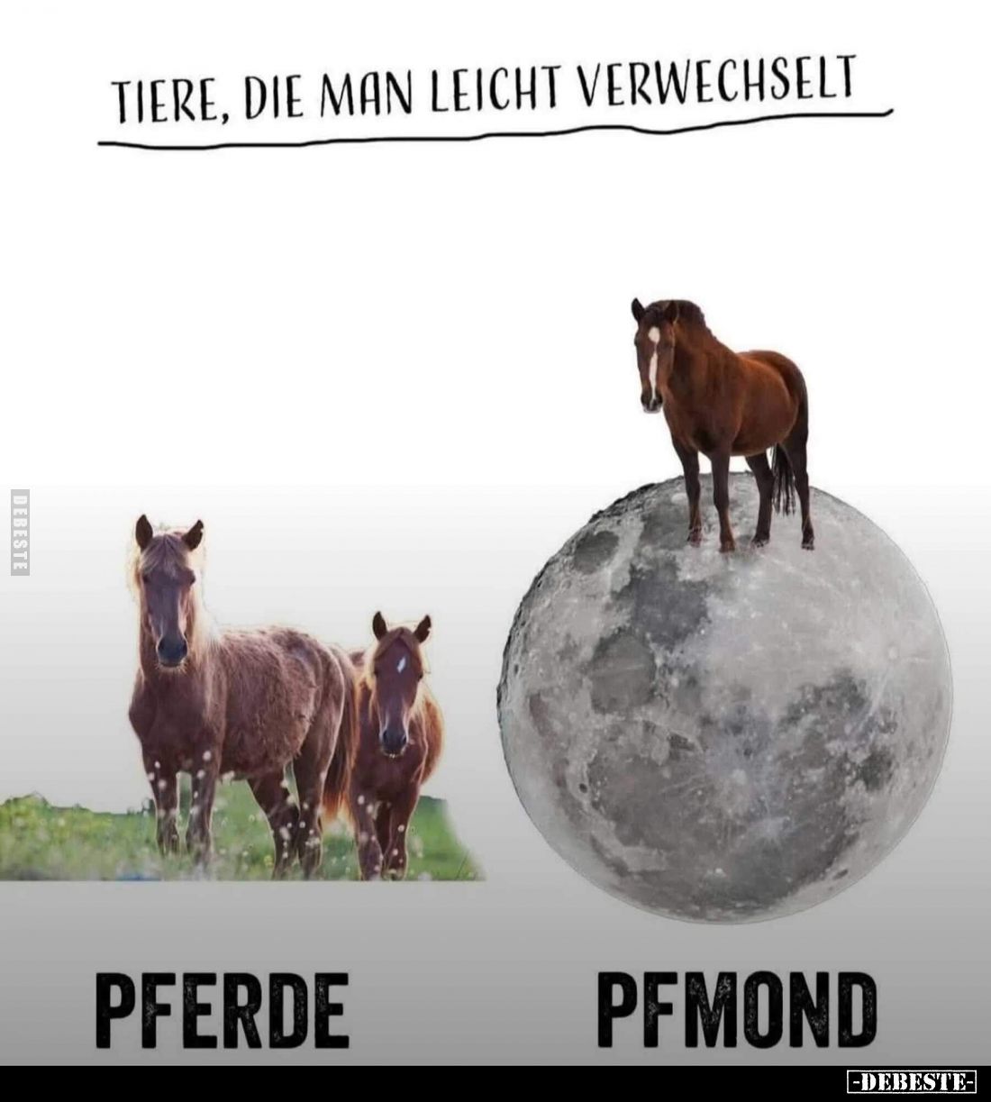 Tiere, die man leicht verwechselt.