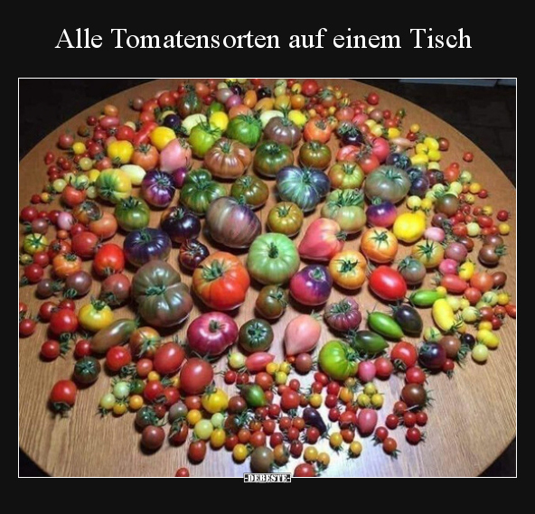 Alle Tomatensorten auf einem Tisch.. - Lustige Bilder | DEBESTE.de
