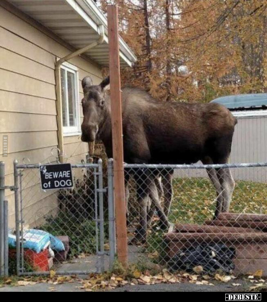 Beware of Dog