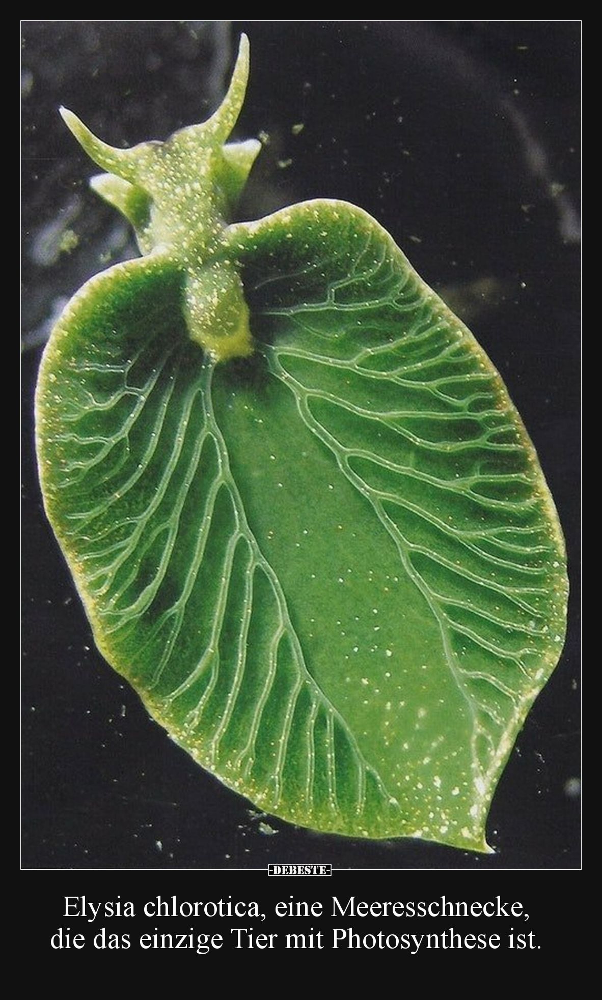 Elysia chlorotica, eine Meeresschnecke, die das einzige Tier mit Photosynthese ist.