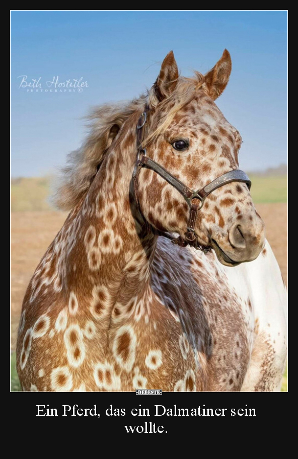 Ein Pferd, das ein Dalmatiner sein wollte... - Lustige Bilder | DEBESTE.de