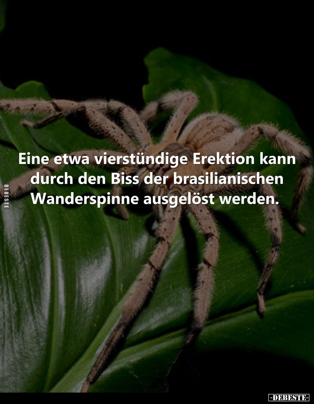 Eine etwa vierstündige Erektion kann durch den Biss der brasilianischen Wanderspinne ausgelöst werden.