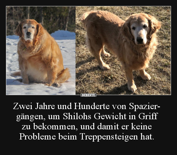 Zwei Jahre und Hunderte von Spaziergängen, um Shilohs.. - Lustige Bilder | DEBESTE.de