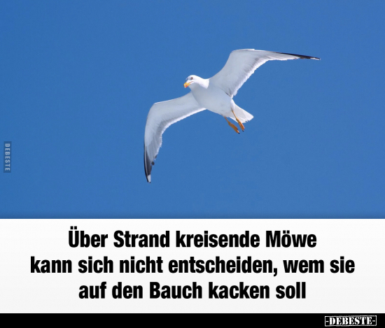 Über Strand kreisende Möwe kann sich nicht entscheiden.. - Lustige Bilder | DEBESTE.de