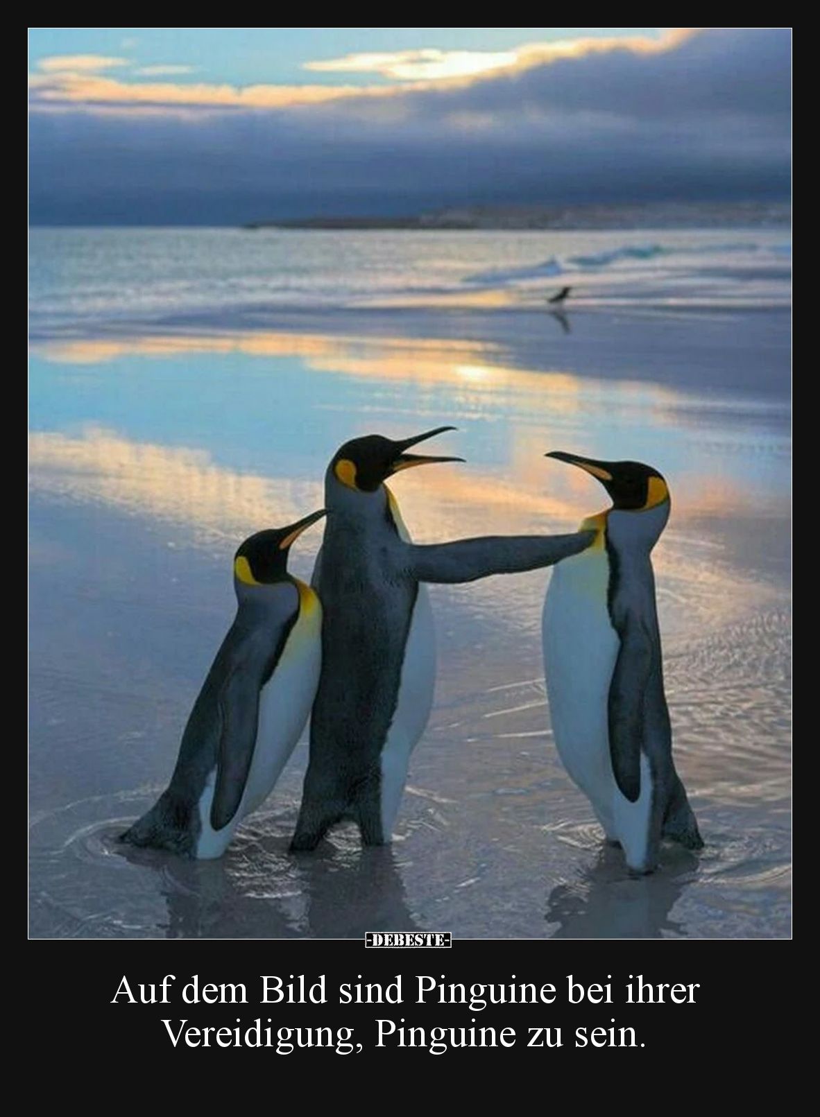 Auf dem Bild sind Pinguine bei ihrer Vereidigung, Pinguine zu sein.