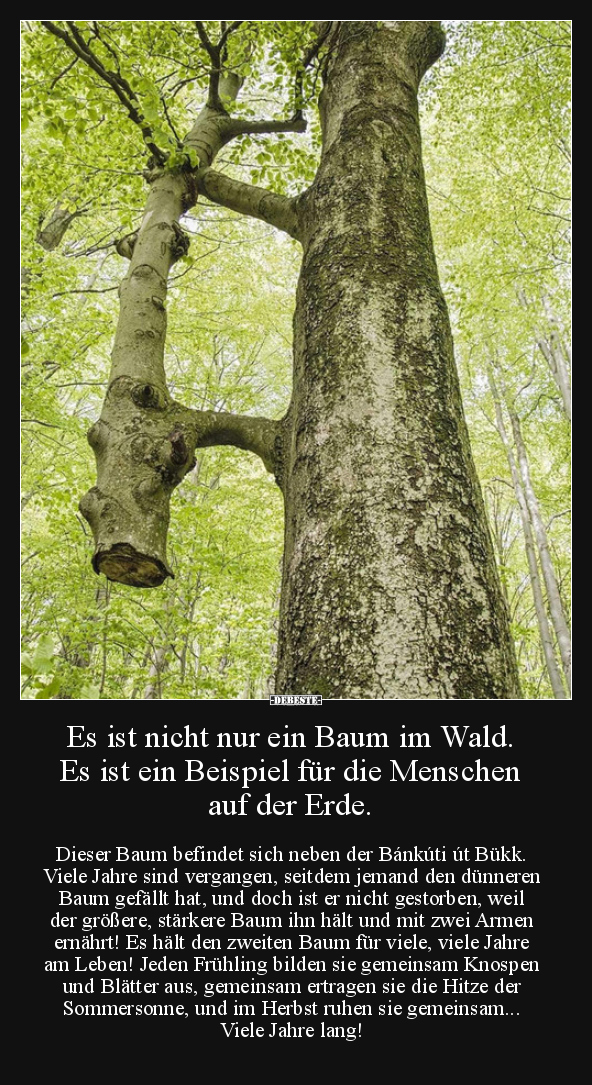 Es ist nicht nur ein Baum im Wald. Es ist ein Beispiel.. - Lustige Bilder | DEBESTE.de