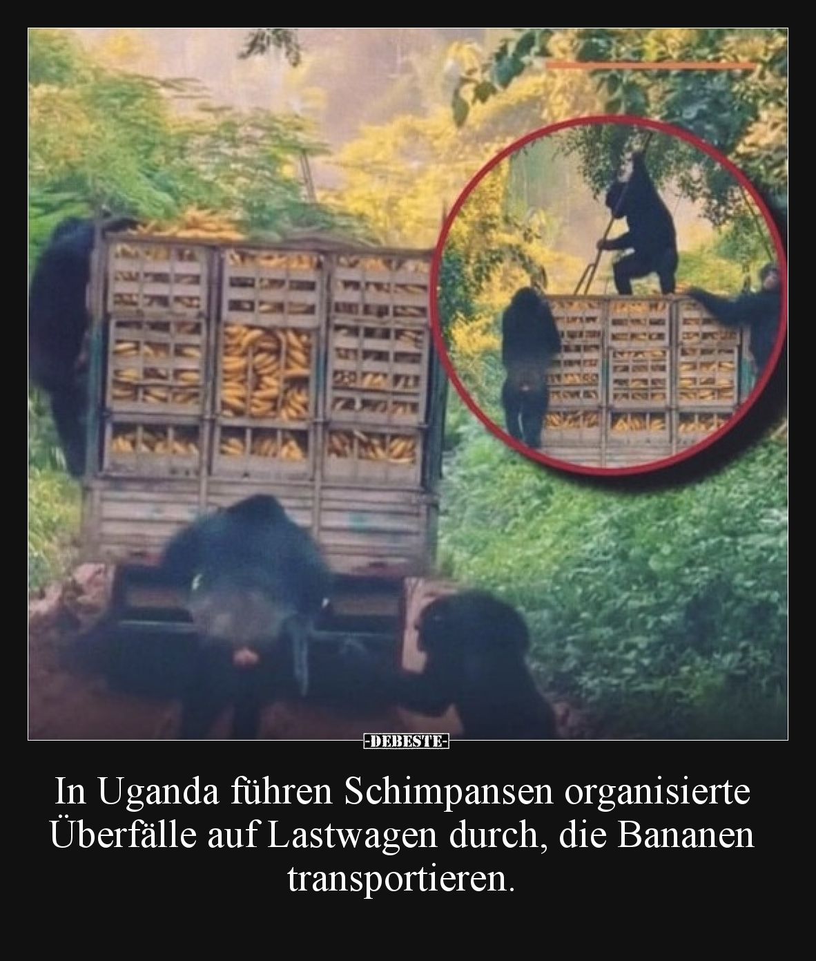 In Uganda führen Schimpansen organisierte Überfälle auf.. - Lustige Bilder | DEBESTE.de