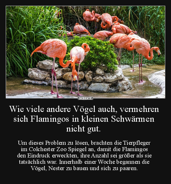 Wie viele andere Vögel auch, vermehren sich Flamingos in.. - Lustige Bilder | DEBESTE.de