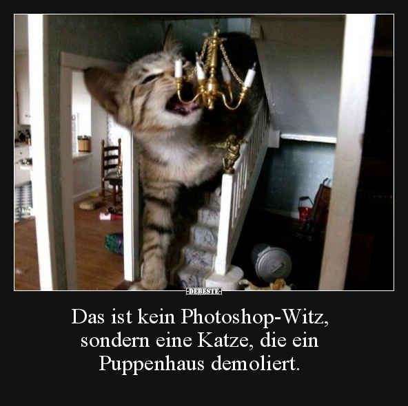 Das ist kein Photoshop-Witz, sondern eine Katze, die ein.. - Lustige Bilder | DEBESTE.de