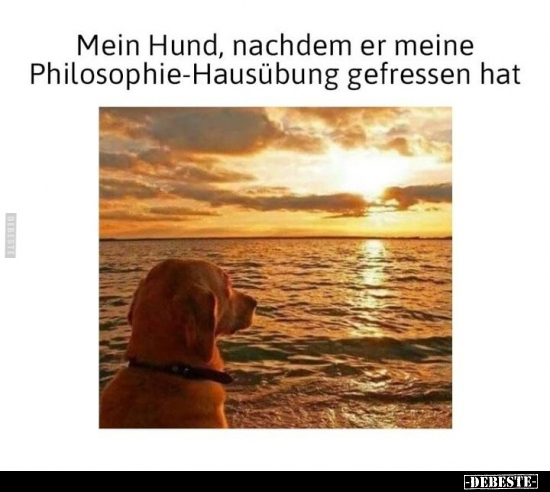 Mein Hund, nachdem er meine Philosophie-Hausübung gefressen.. - Lustige Bilder | DEBESTE.de