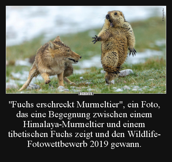 "Fuchs erschreckt Murmeltier", ein Foto, das eine.. - Lustige Bilder | DEBESTE.de