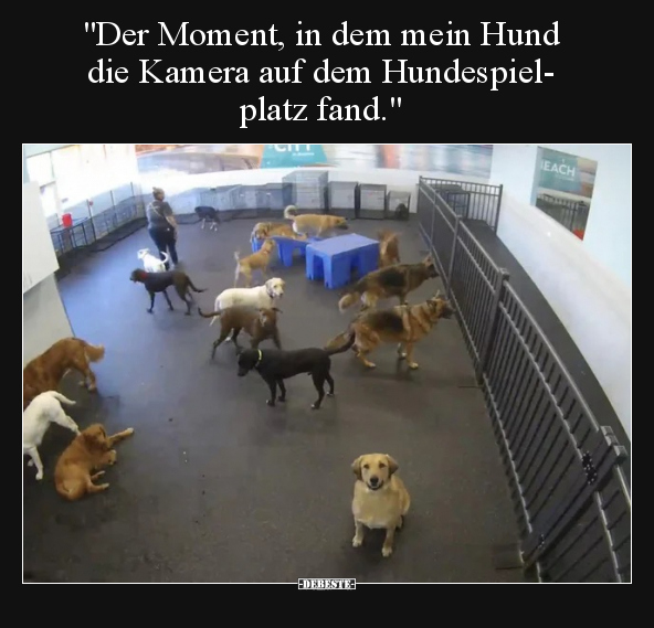 "Der Moment, in dem mein Hund die Kamera auf dem.." - Lustige Bilder | DEBESTE.de