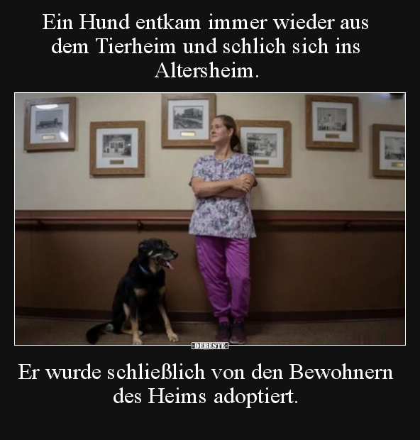 Ein Hund entkam immer wieder aus dem Tierheim und schlich.. - Lustige Bilder | DEBESTE.de